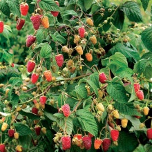 Малиновое дерево Сказка красн v2 Tim 