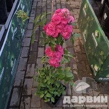 Роза мускусная Динки v5 Lav 