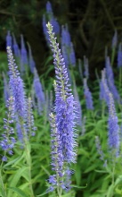 Корневище НВМ Вероника Блю (I) 1шт 