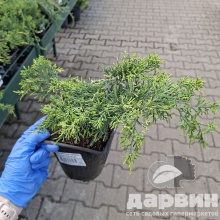 Можжевельник средний Олд голд v2 Lav 