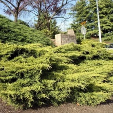 Можжевельник средний Голд Кост v3-5 Tim по цене  Можжевельник средний Голд Кост v3-5 Tim