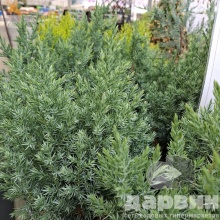 Можжевельник китайский Стрикта v2 Lav 
