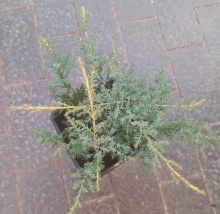 Можжевельник средний Голд Стар v2 Lav по цене  Можжевельник средний Голд Стар v2 Lav