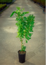 Карагана древовидная с2-с3 Nik 