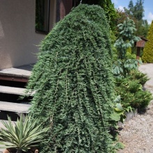 Можжевельник горизонтальный Вилтони на штамбе v7,5 100-120 