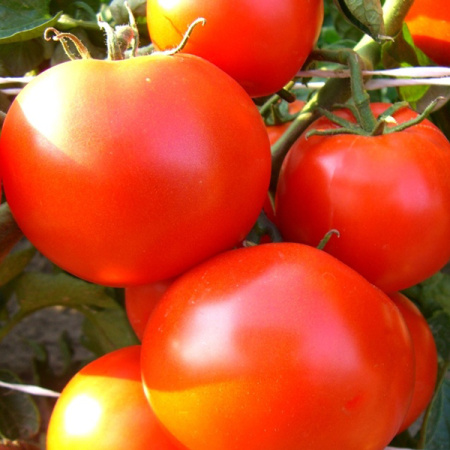 Семена томат Подарочный, Поиск 