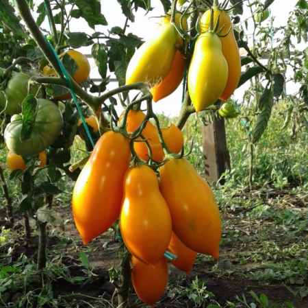 Семена томат Золотая рыбка ц/п 0,1г Аэлита 