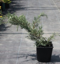 Можжевельник виргинский Хетц v2 Lav по цене  Можжевельник виргинский Хетц v2 Lav