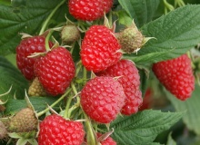 Малина ремонтантная Атлант красная p9 ОСП 