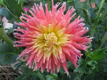 Георгин Фринджед Стар v5 Tim 