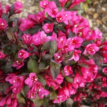 Вейгела гибридный Minor Black C2 BL 2017 