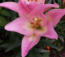 Лилия ла-гибрид Пати Даймонд d10 Tim 