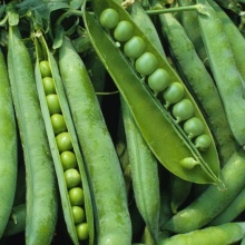 Семена горох Первенец сахарный 10г Гавриш 