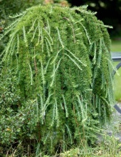 Растение лиственница европейская Пули C18, 200-260 Bor по цене  Растение лиственница европейская Пули C18, 200-260 Bor