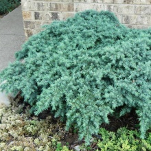 Растение Кедр гималайский Простейт бьюти v4 h40-60 Mt 