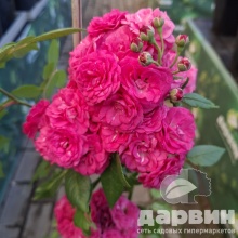 Роза мускусная Динки v5 Lav 