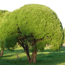 Ива ломкая ф.шаровидная Н100-125 Д80-100  шар RB/SB60 Tum 