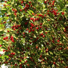 Вишня Гриот Московский v7 100-120 Tim 