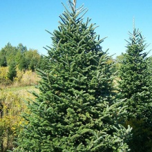 Растение пихта фрайзера Раулс Дварф C7.5 30-40 cm Mt по цене  Растение пихта фрайзера Раулс Дварф C7.5 30-40 cm Mt