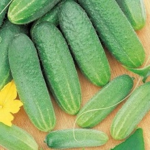 Семена Огурец пчёлоопыляемый Вязниковский 37,0,5г Поиск 