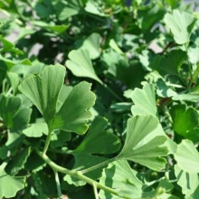 Гинко билоба Балди v2 h25-30 Mt 