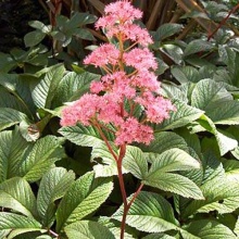 Роджерсия перистая Суперба v2 Tim 