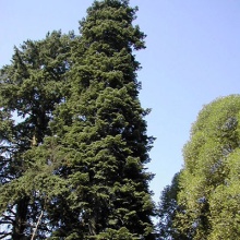 Растение пихта вичи 175-200 Tw 