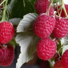 Малиновое дерево Таруса красная v2 Tim 