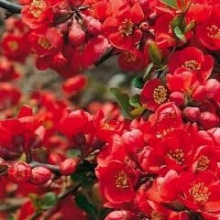 Айва японская Fire Dance C2 BL 2017 