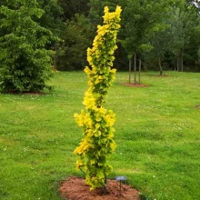 Вяз голландский Wredei C7szcz. BL 2017 