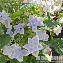 Гортензия крупнолистная Стар Гейзер Блю v5 Tim 