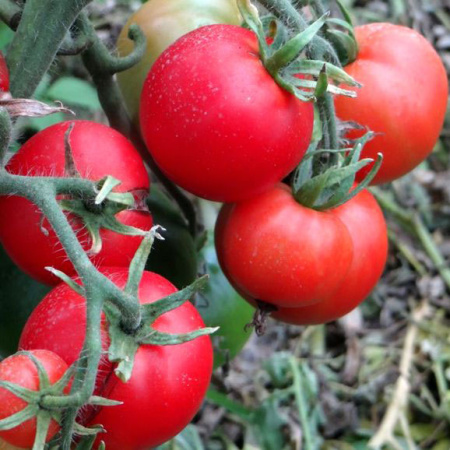 Семена томат Грунтовый Грибовский 1180 сер. Лидер, Аэлита 