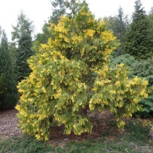 Калоцедрус Ауреавариегата 50-60 cm cont. 4,0L Mt по цене  Калоцедрус Ауреавариегата 50-60 cm cont. 4,0L Mt