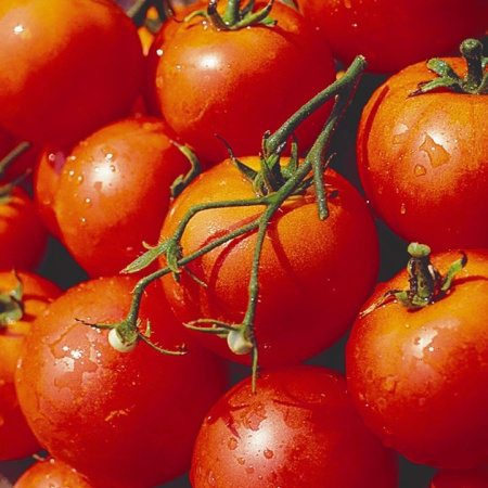 Семена томат Дубрава 200% NEW, НК 