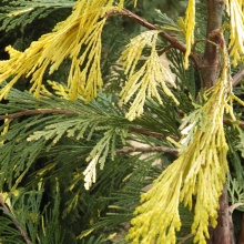 Калоцедрус Ауреавариегата 50-60 cm cont. 4,0L Mt по цене  Калоцедрус Ауреавариегата 50-60 cm cont. 4,0L Mt