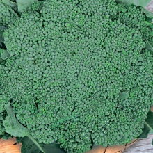 Семена Капуста брокколи Детский деликатес F1,0,1г Поиск 