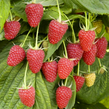 Малина ремонтантная Брянское диво, красная v1 Tim 
