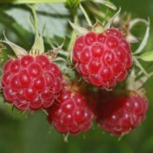 Малина нектарная (малино-поляничный гибрид) v2 Tim 