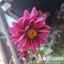 Георгин черенкованный d12 Tim 