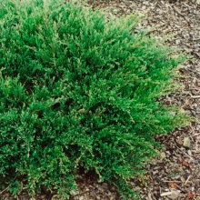 Растение можжевельник горизонтальный Prostrata, v 20–30, ko2l   Lt по цене  Растение можжевельник горизонтальный Prostrata, v 20–30, ko2l   Lt