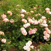 Я_Роза корнесобственная шраб Кубана v5 Tim 