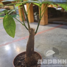 Пахира Акватика d9 h25 