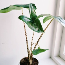 Алоказия Зебрина d7 h35 