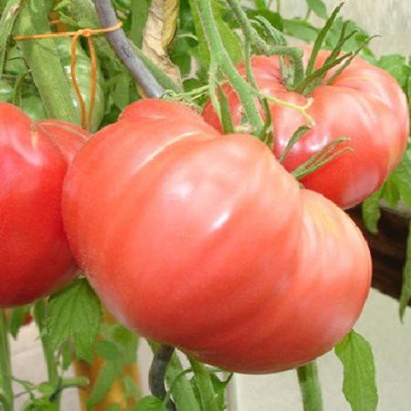 Семена томат Розовый слон ц/п 0,1г Аэлита 