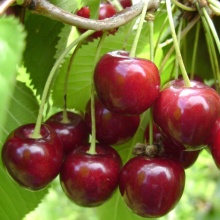 Вишня Молодежная средн v7 80-100 Tim 