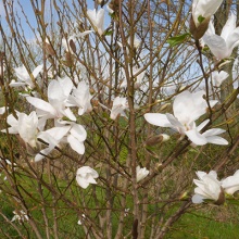 Магнолия кобус P26 80-100 CM Tw5 