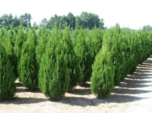 Можжевельник китайский Спартан C7,5/10 60-80 Bor 