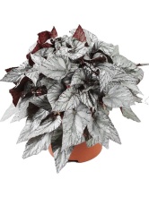 Бегония Рекс Артик Бриз d12 ХР 