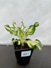 Хоста Медиовариегата v2 Tim 