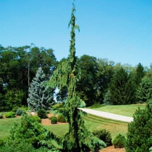 Растение кипарисовик нутканский Грин Арроу 80-100 cm cont. 7,5L Mt по цене  Растение кипарисовик нутканский Грин Арроу 80-100 cm cont. 7,5L Mt